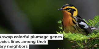 Some bird species on neighboring tips of the evolutionary tree can interbreed, with interesting genomic results. Kaleb Anderson